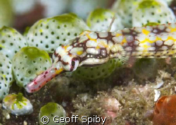 close up of pipefish
Nikon D-200 with 60mm macro and 2 x... by Geoff Spiby 